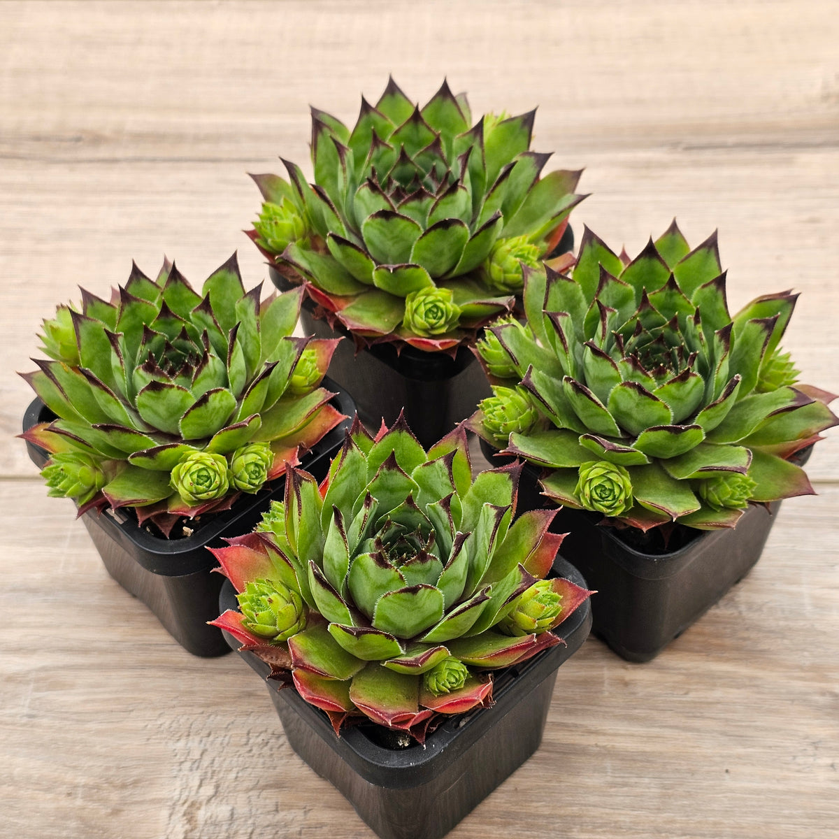 Sempervivum 'Sharons Pencil'
