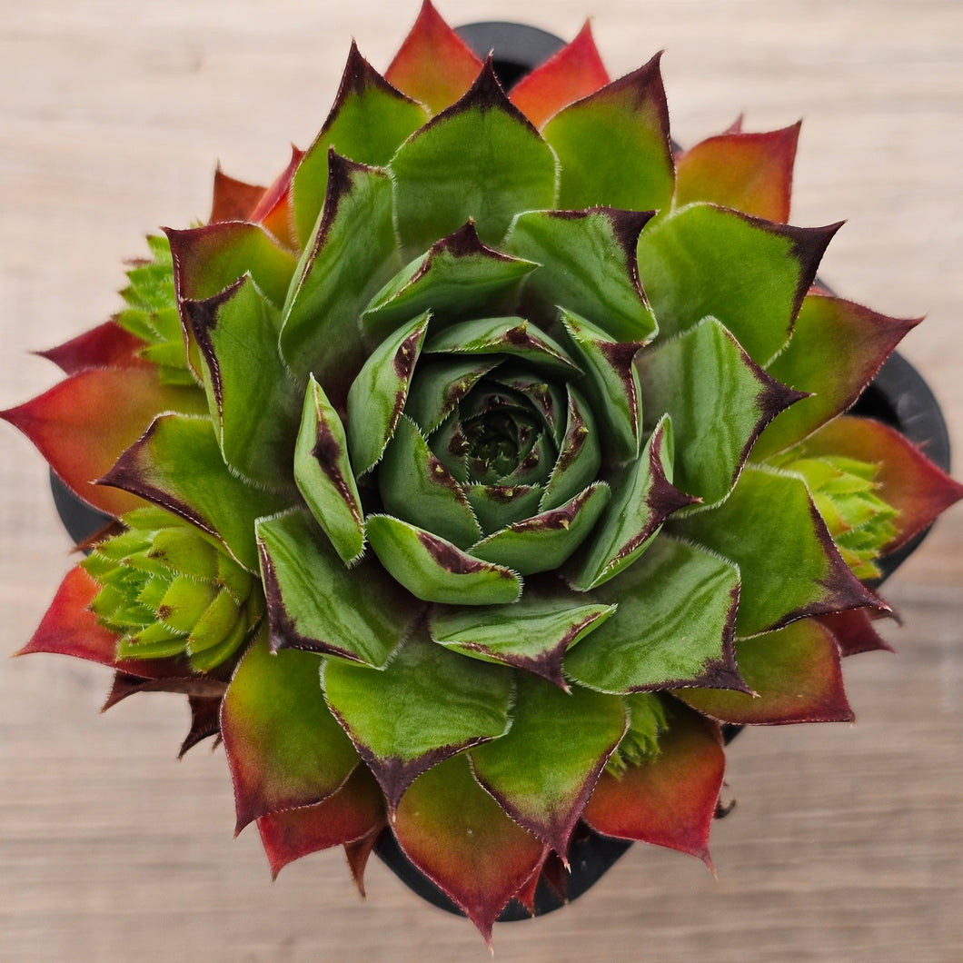 Sempervivum 'Sharons Pencil'