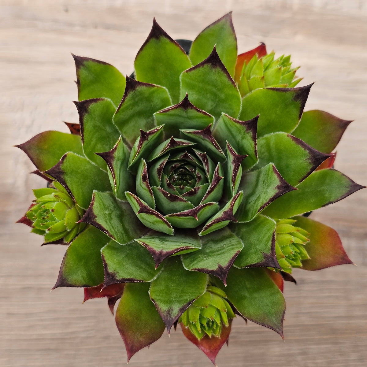 Sempervivum 'Sharons Pencil'
