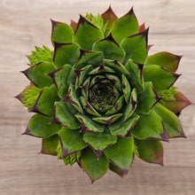 Load image into Gallery viewer, Sempervivum &#39;Sharons Pencil&#39;
