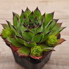 Sempervivum 'Sharons Pencil'