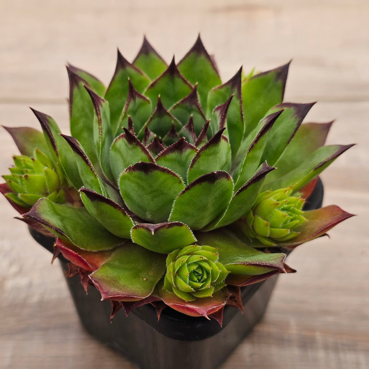 Sempervivum 'Sharons Pencil'