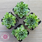 Sempervivum 'Sharons Pencil'