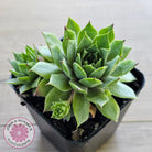 Sempervivum 'Sharons Pencil'