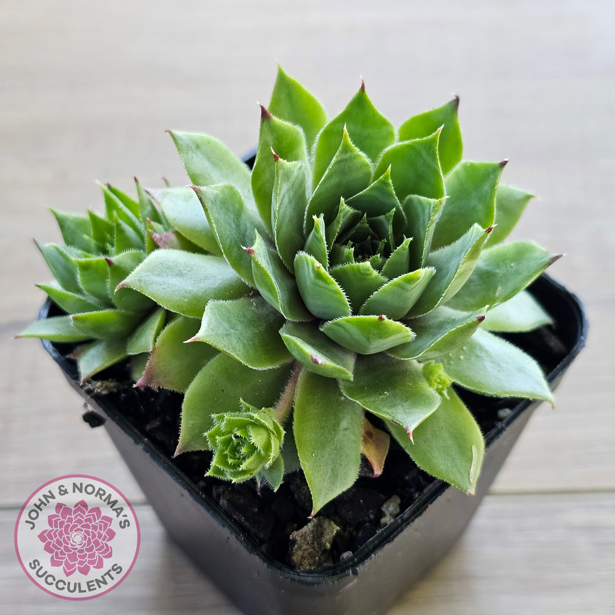 Sempervivum 'Sharons Pencil'