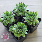 Sempervivum 'Sharons Pencil'