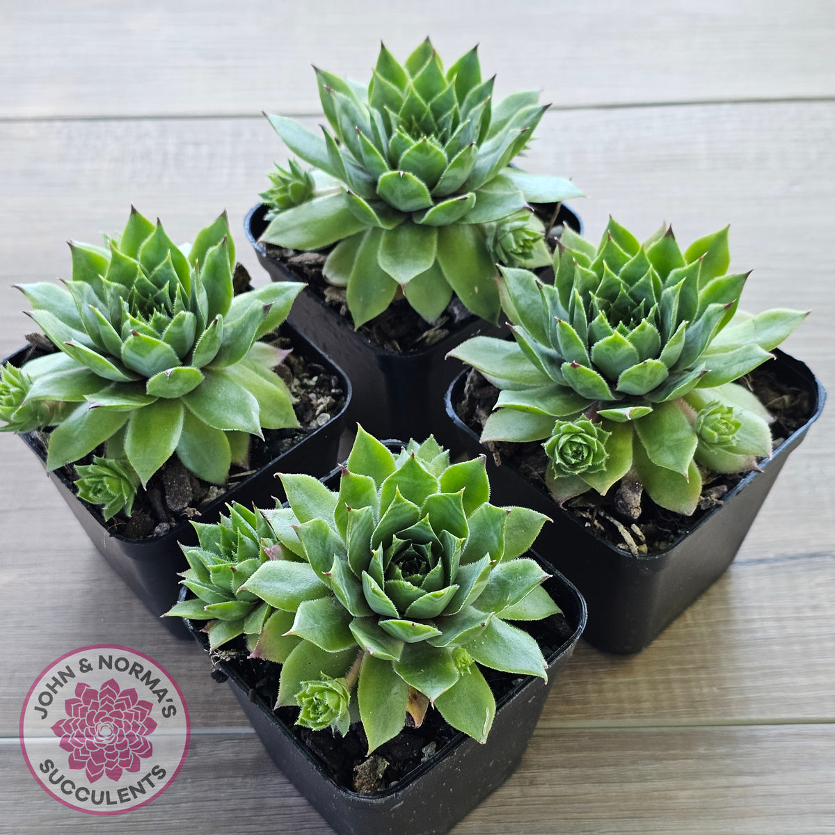 Sempervivum 'Sharons Pencil'