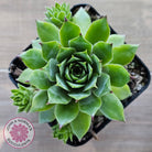 Sempervivum 'Sharons Pencil'