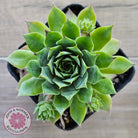 Sempervivum 'Sharons Pencil'