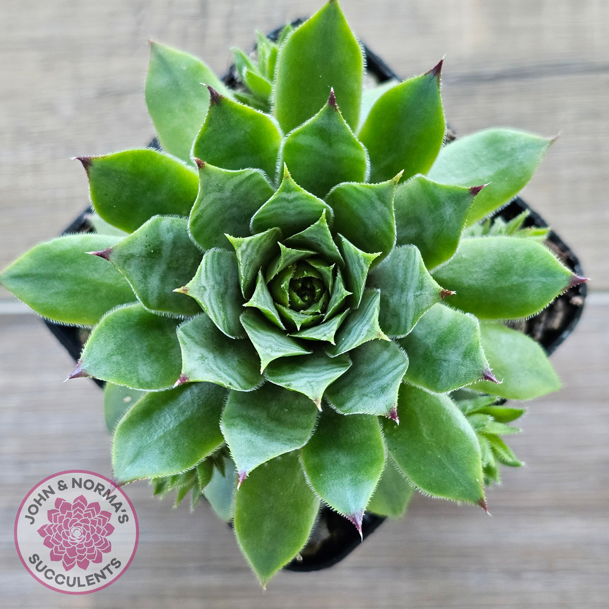 Sempervivum 'Sharons Pencil'