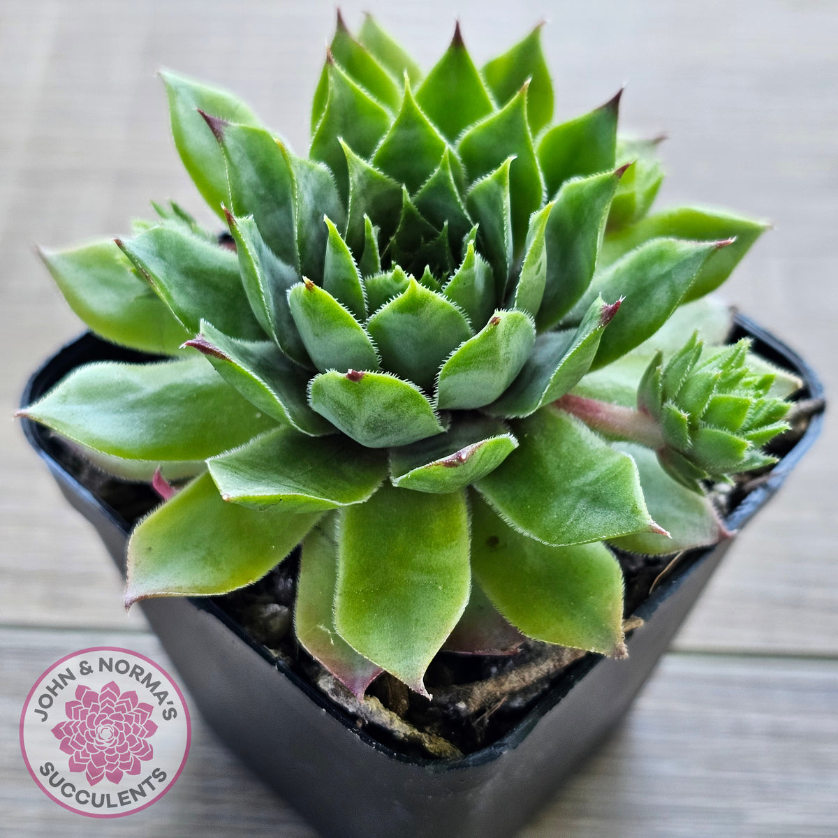 Sempervivum 'Sharons Pencil'