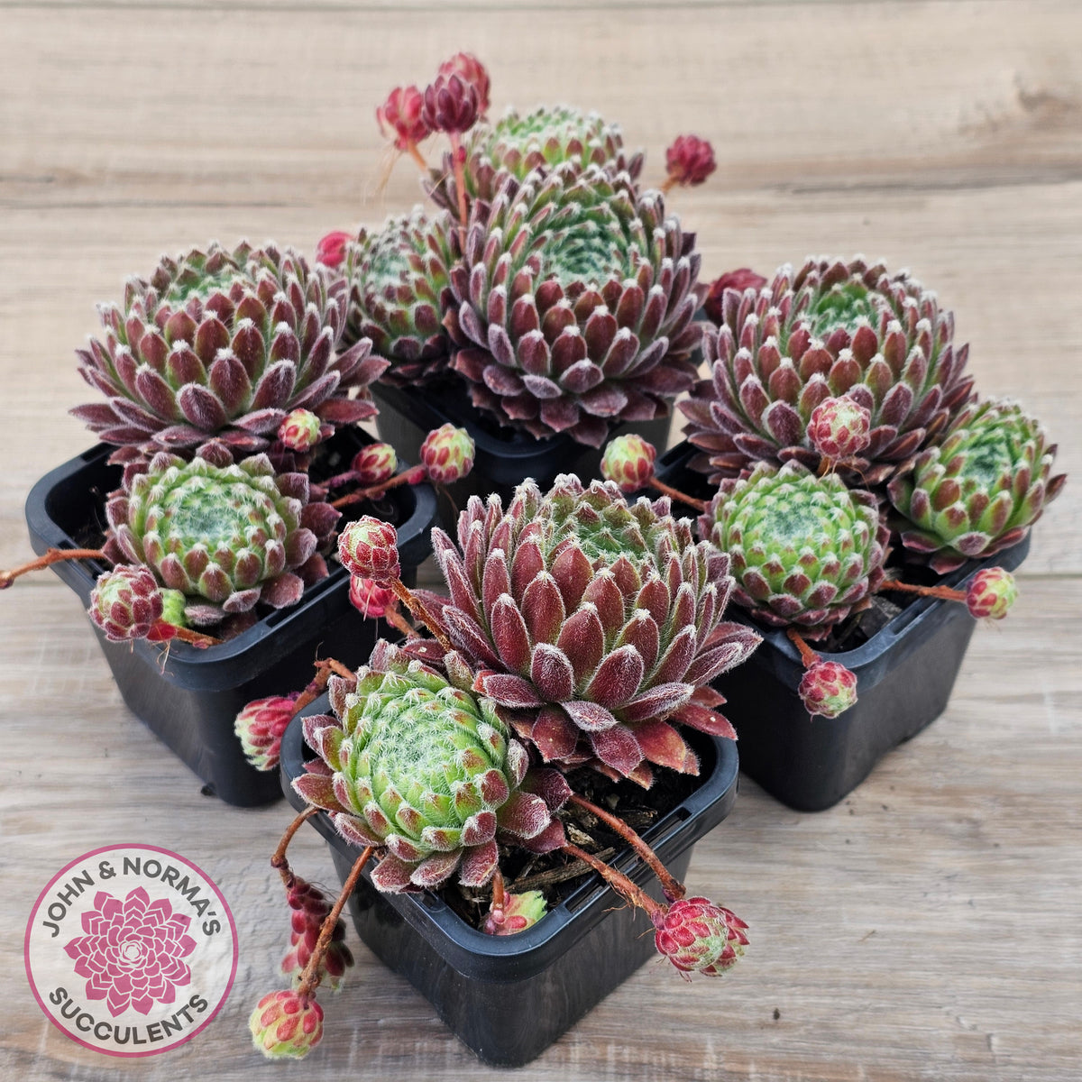 Sempervivum 'Silver Thaw'