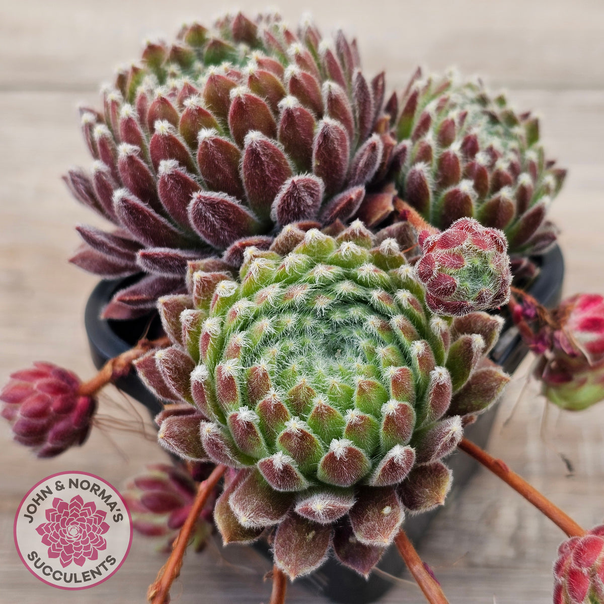 Sempervivum 'Silver Thaw'