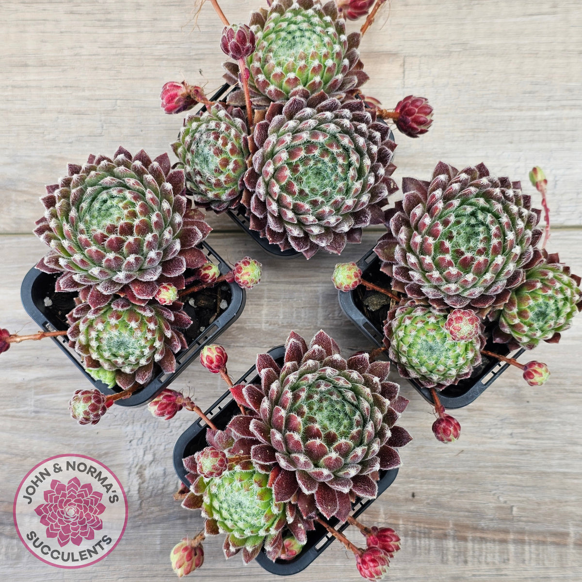 Sempervivum 'Silver Thaw'