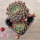 Sempervivum 'Silver Thaw'