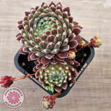 Load image into Gallery viewer, Sempervivum 'Silver Thaw'
