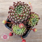 Sempervivum 'Silver Thaw'