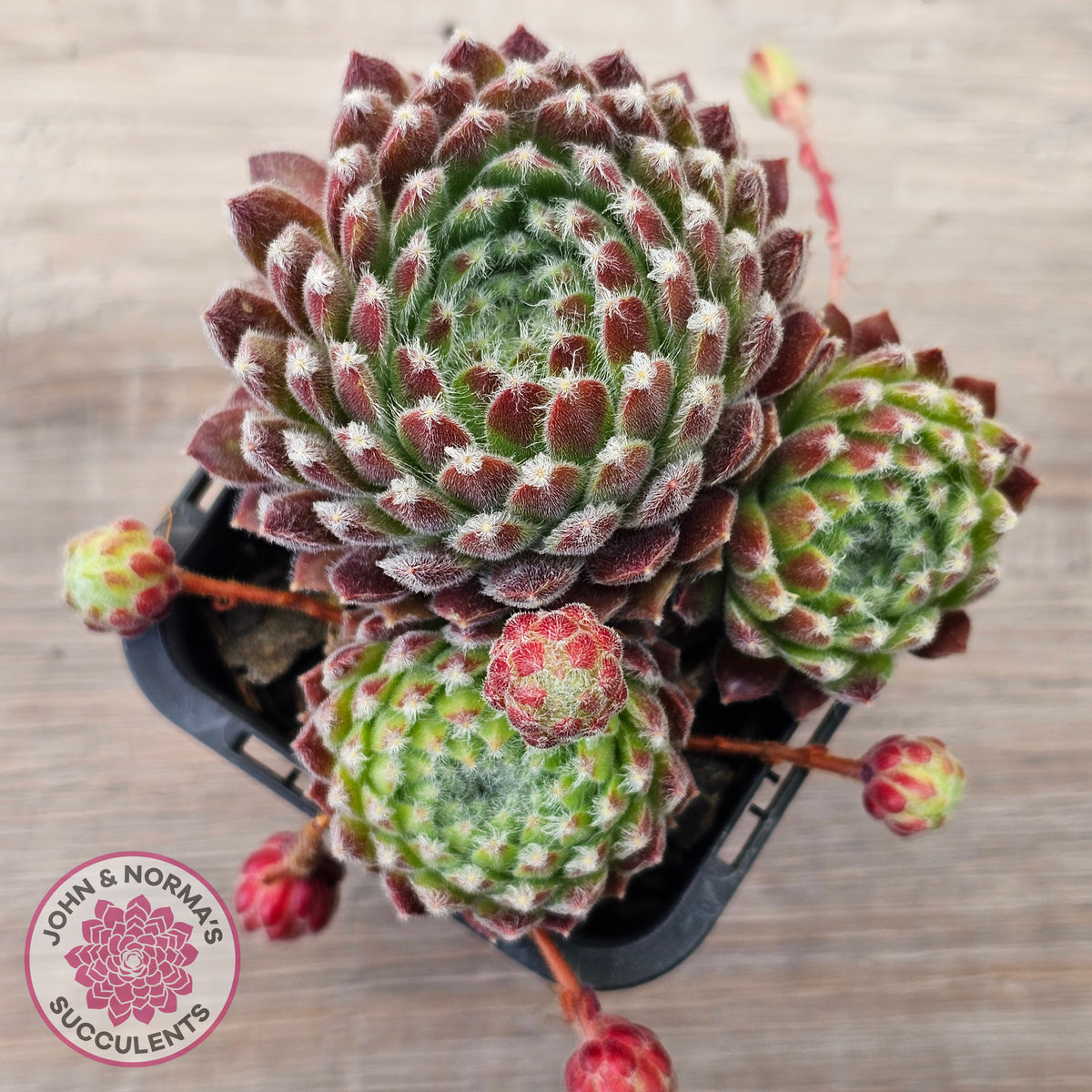 Sempervivum 'Silver Thaw'