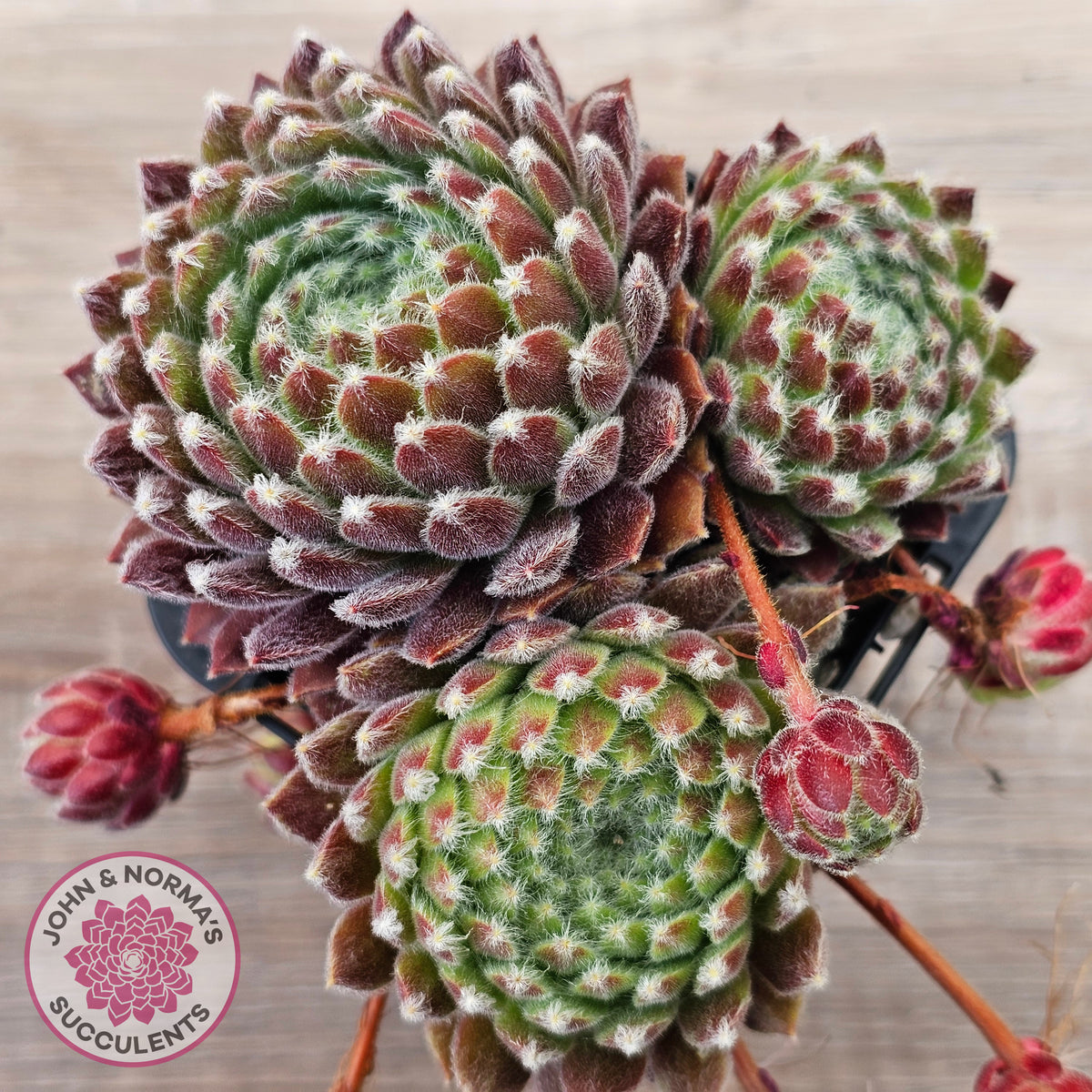 Sempervivum 'Silver Thaw'