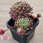 Sempervivum 'Silver Thaw'