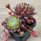 Sempervivum 'Silver Thaw'