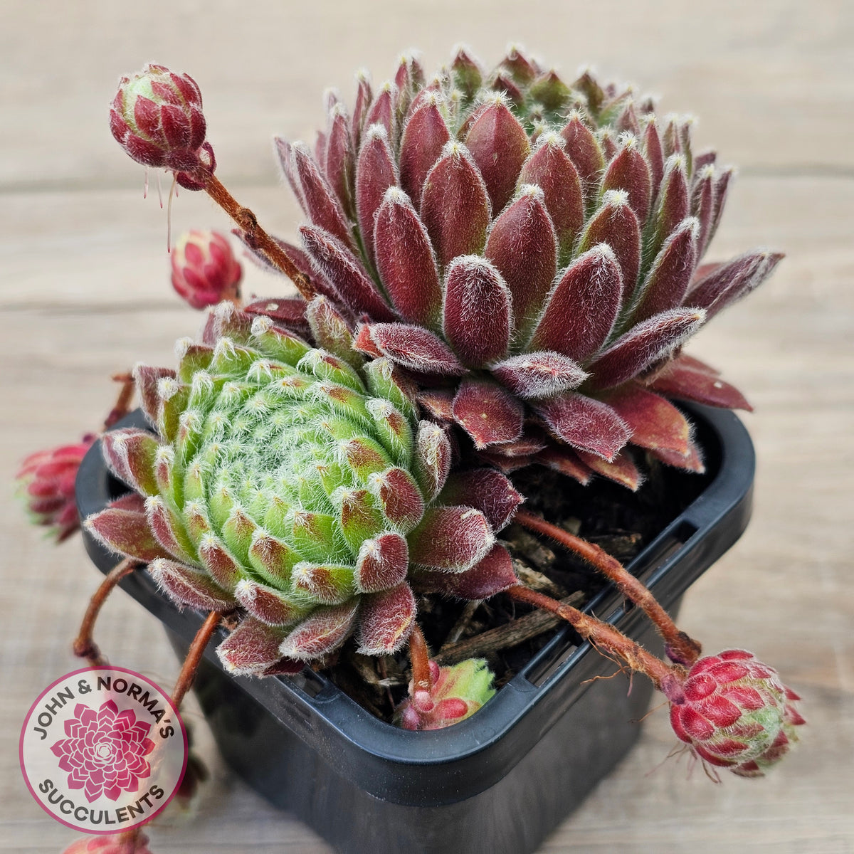 Sempervivum 'Silver Thaw'