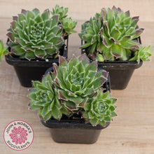 Load image into Gallery viewer, Sempervivum 'Skroki's Beauty'
