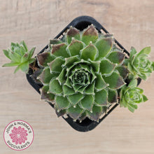Load image into Gallery viewer, Sempervivum 'Skroki's Beauty'
