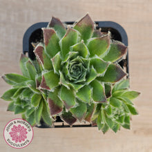 Load image into Gallery viewer, Sempervivum 'Skroki's Beauty'

