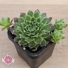 Load image into Gallery viewer, Sempervivum 'Skroki's Beauty'
