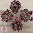 Sempervivum 'Skroki's Beauty'