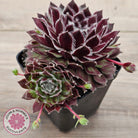 Sempervivum 'Skroki's Beauty'
