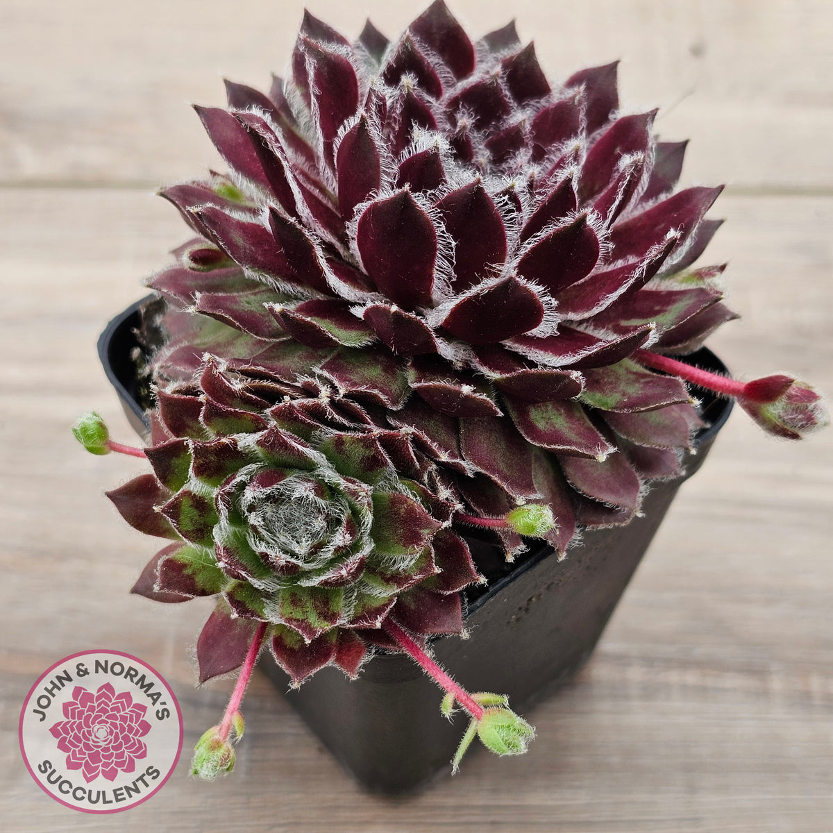 Sempervivum 'Skroki's Beauty'