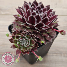 Load image into Gallery viewer, Sempervivum &#39;Skroki&#39;s Beauty&#39;
