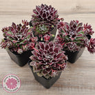 Sempervivum 'Skroki's Beauty'