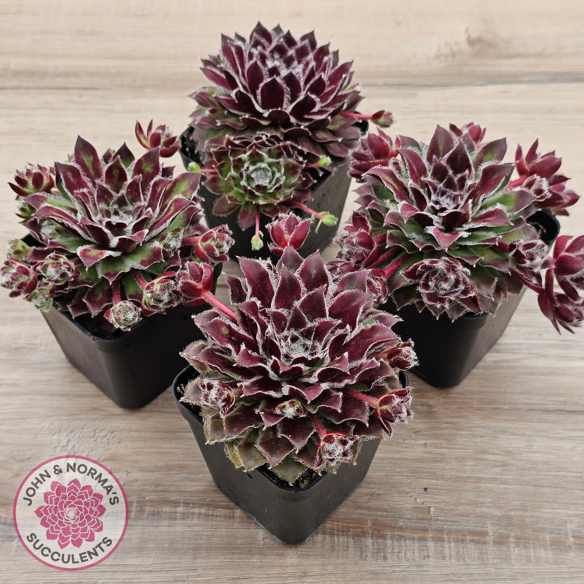 Sempervivum 'Skroki's Beauty'