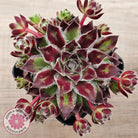 Sempervivum 'Skroki's Beauty'