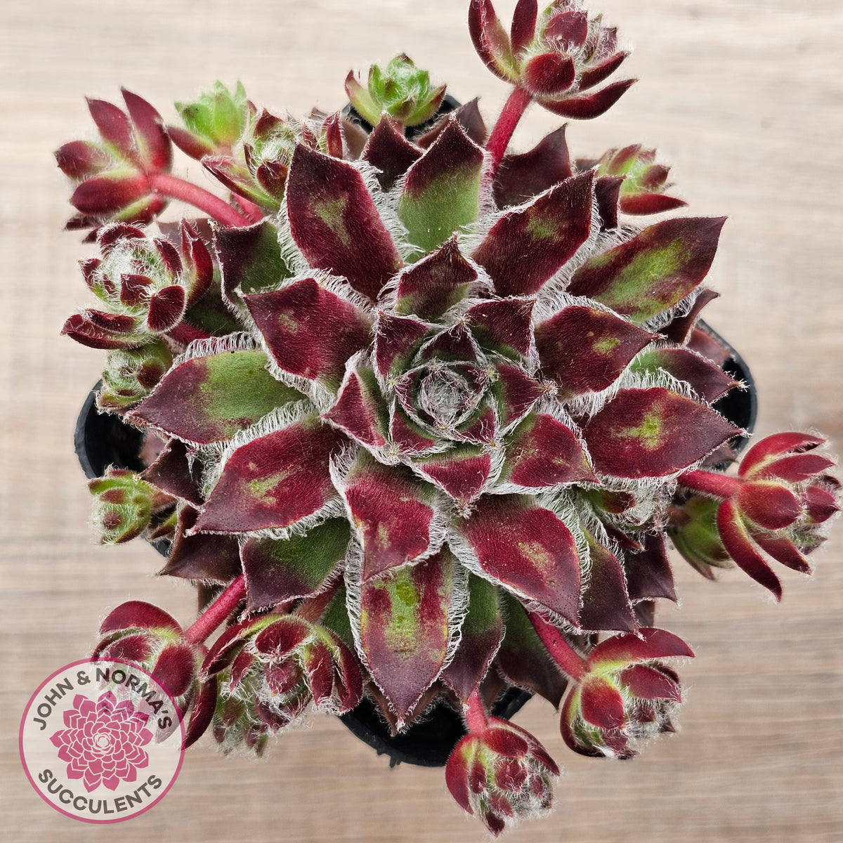 Sempervivum 'Skroki's Beauty'