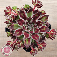 Load image into Gallery viewer, Sempervivum &#39;Skroki&#39;s Beauty&#39;
