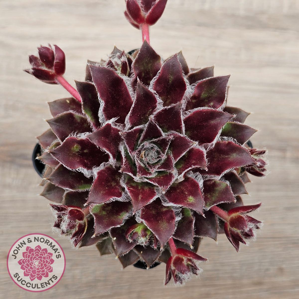 Sempervivum 'Skroki's Beauty'