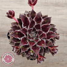 Load image into Gallery viewer, Sempervivum &#39;Skroki&#39;s Beauty&#39;
