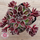 Sempervivum 'Skroki's Beauty'