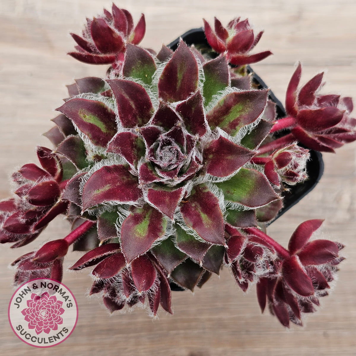 Sempervivum 'Skroki's Beauty'