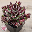 Sempervivum 'Skroki's Beauty'