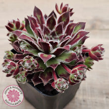 Load image into Gallery viewer, Sempervivum &#39;Skroki&#39;s Beauty&#39;

