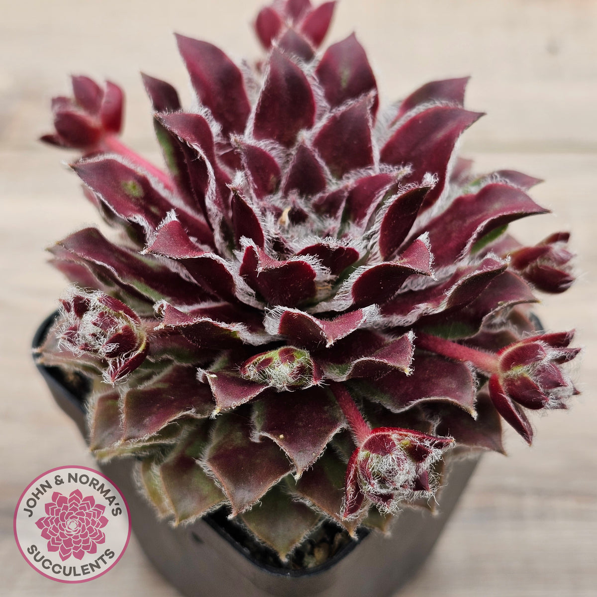 Sempervivum 'Skroki's Beauty'