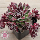 Sempervivum 'Skroki's Beauty'