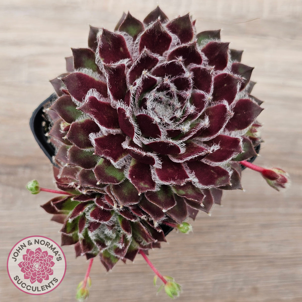 Sempervivum 'Skroki's Beauty'
