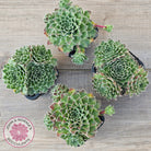 Sempervivum 'Skroki's Beauty'
