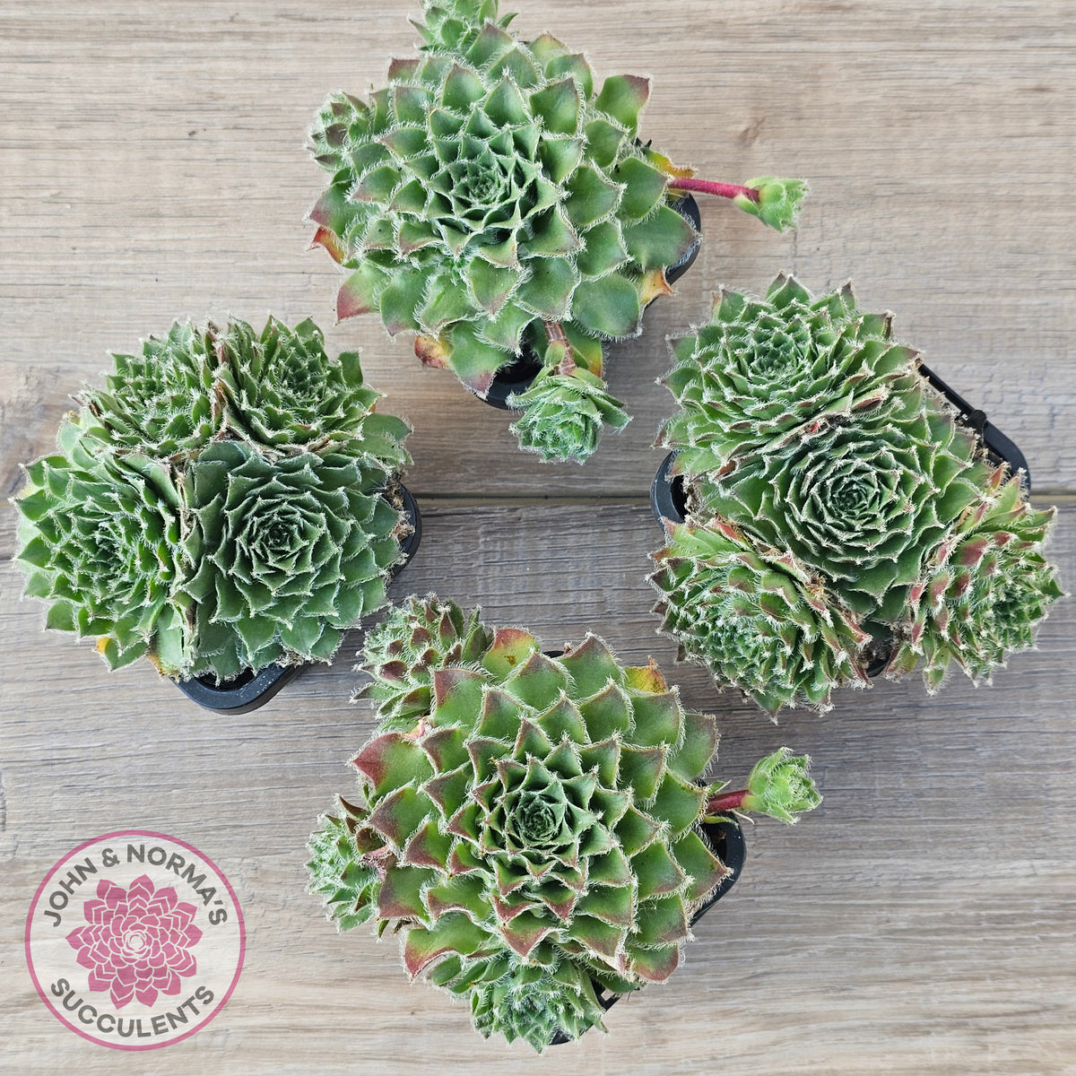 Sempervivum 'Skroki's Beauty'